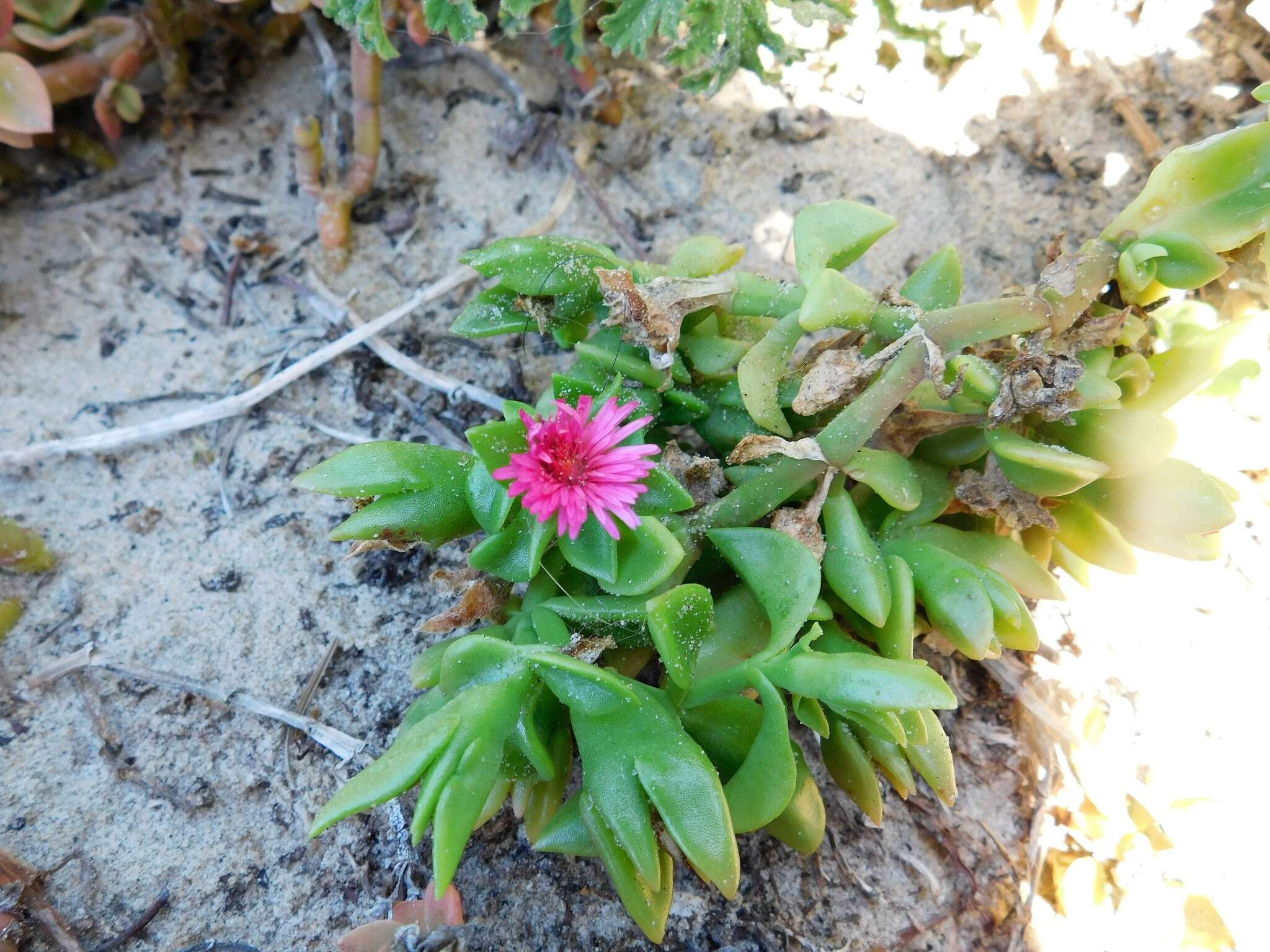 Image of Heart-leaf mesemb