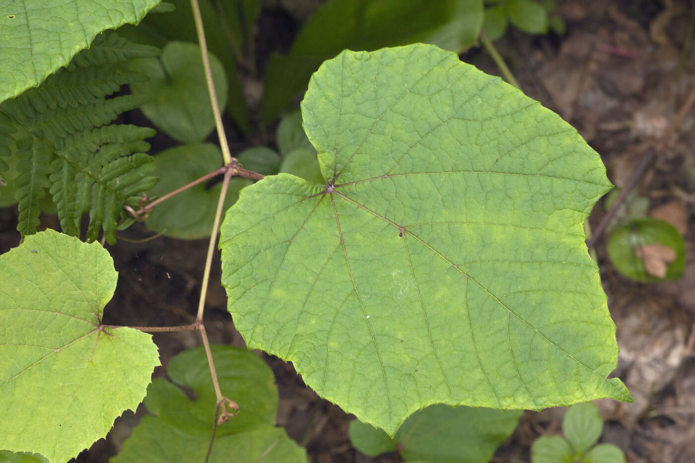 Plancia ëd Vitis coignetiae Pulliat ex Planchon