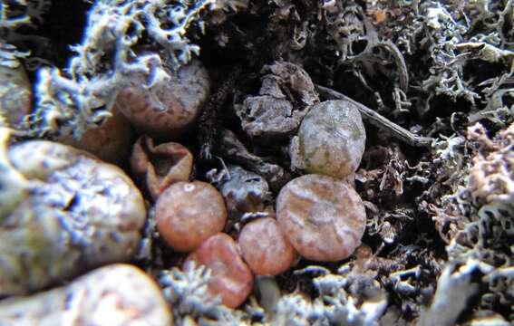 Imagem de Conophytum swanepoelianum subsp. rubrolineatum (Rawe) S. A. Hammer