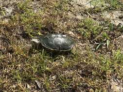 Image of Malaclemys terrapin macrospilota (Hay 1904)