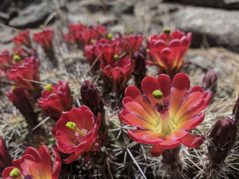 Image of <i>Echinocereus bakeri</i>