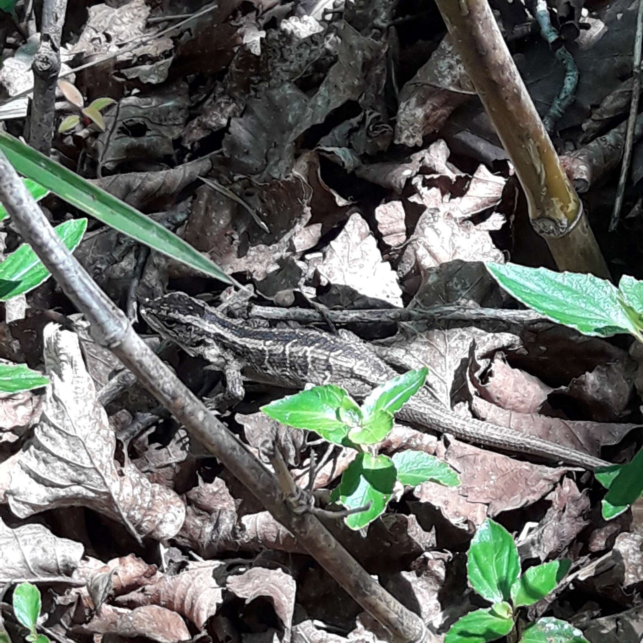 Image of Schroeder's Tree Iguana