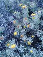 Image de Leucospermum tomentosum (Thunb.) R. Br.