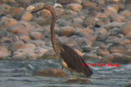 Слика од Ardea insignis Hume 1878