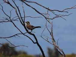 Image of Chestnut-crowned Babbler