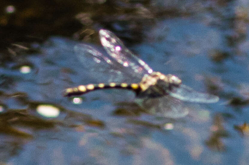 Image of Western River Cruiser