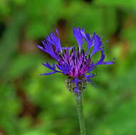 Plancia ëd Centaurea napulifera subsp. tuberosa (Vis.) Dostál