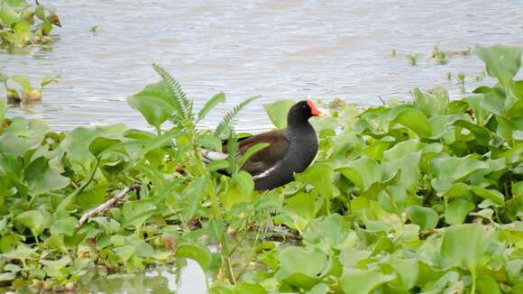 Image of Common Gallinule