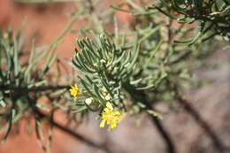 Image of Euryops spathaceus DC.