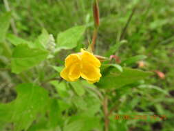 Imagem de Oenothera hartwegii Benth.