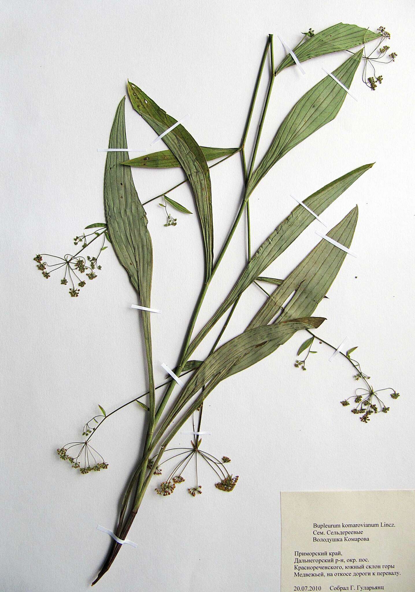 Bupleurum komarovianum O. A. Lincz. resmi