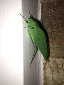 Image of Greater Angle-wing Katydid