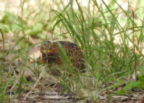 Image of Red-backed Button-quail