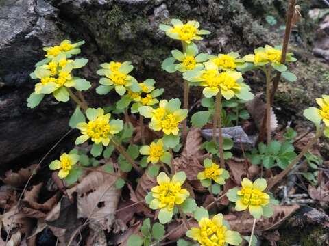 Image of Chrysosplenium pilosum Maxim.