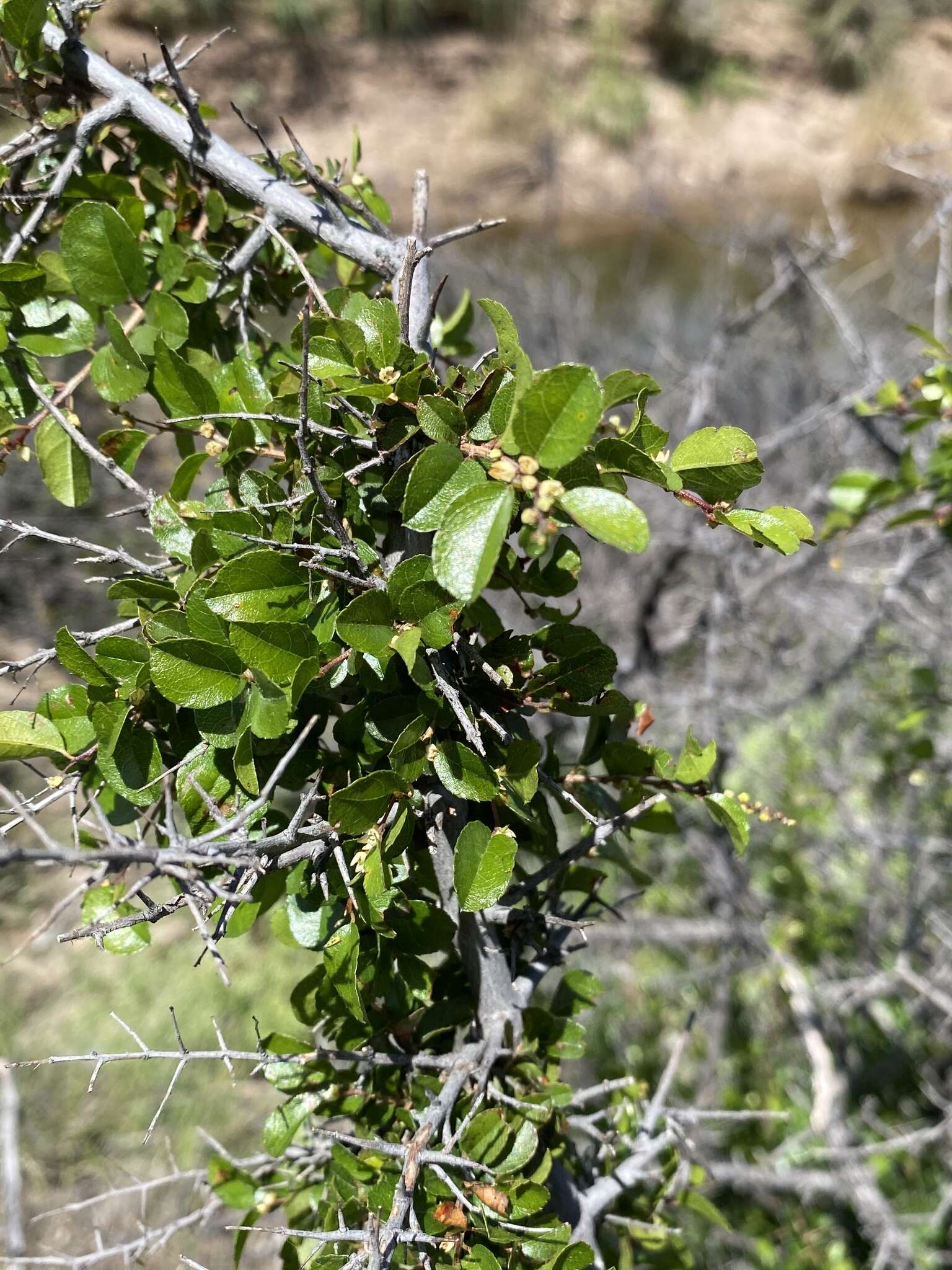 Image of Wright's mock buckthorn