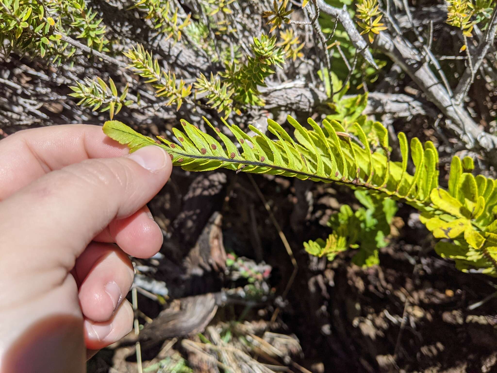 Image de Polypodium pellucidum var. vulcanicum Skottsberg