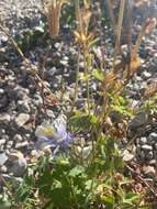 Image of Rocky Mountain blue columbine