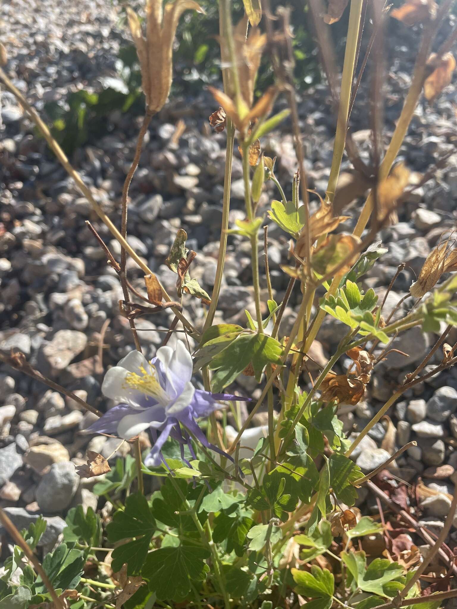 Image of Rocky Mountain blue columbine