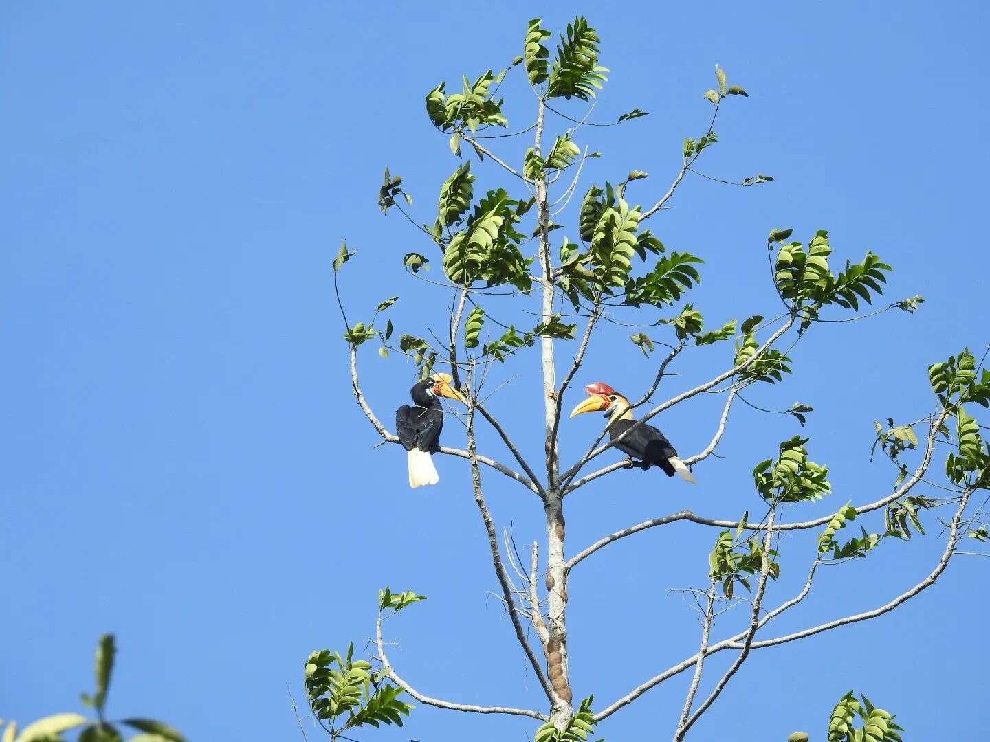 Image of Knobbed Hornbill