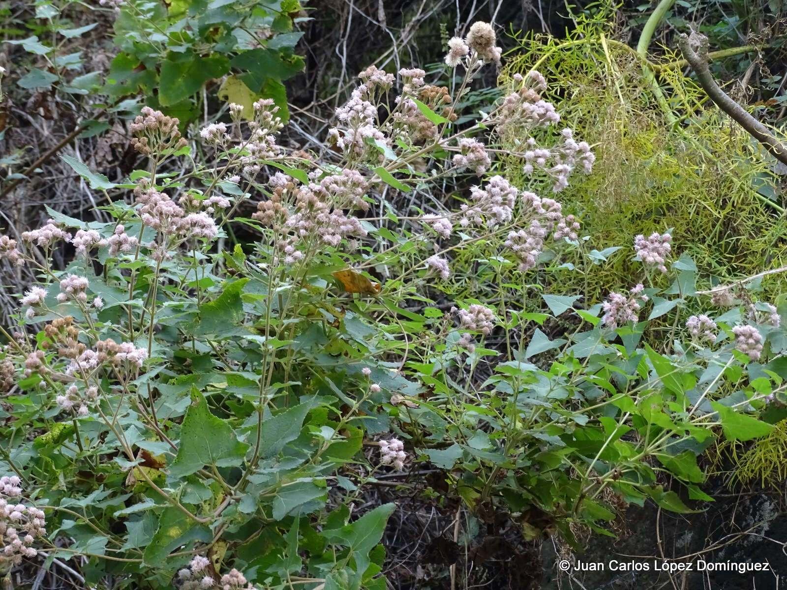 Ageratina deltoidea (Jacq.) R. King & H. Rob.的圖片