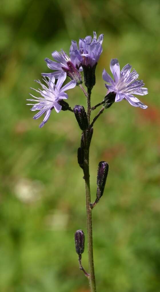 Image of Cicerbita azurea (Ledeb.) Beauv.