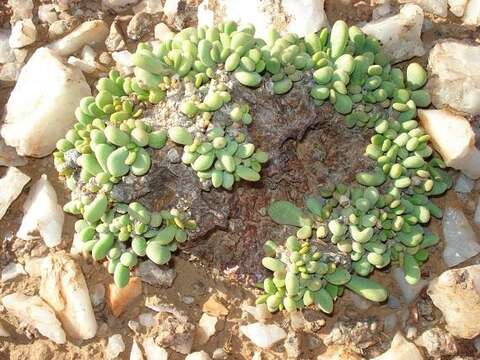 Image of Portulacaria pygmaea Pillans