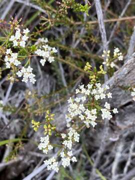 Image of Platysace commutata (Turcz.) C. Norman