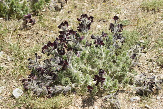 Image of Thermopsis barbata Benth.