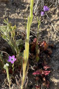 Image of greater yellowthroat gilia