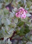 Слика од Arctostaphylos gabilanensis V. T. Parker & M. C. Vasey