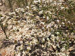 Image of Baeckea diosmifolia Rudge