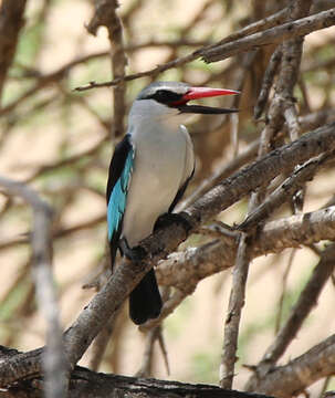 Image of Halcyon senegalensis cyanoleuca (Vieillot 1818)