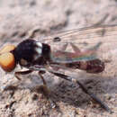 Image of Callomyia dives (Zetterstedt 1838)