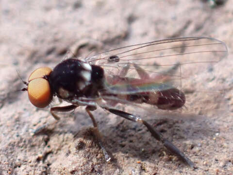 Image de Callomyia dives (Zetterstedt 1838)