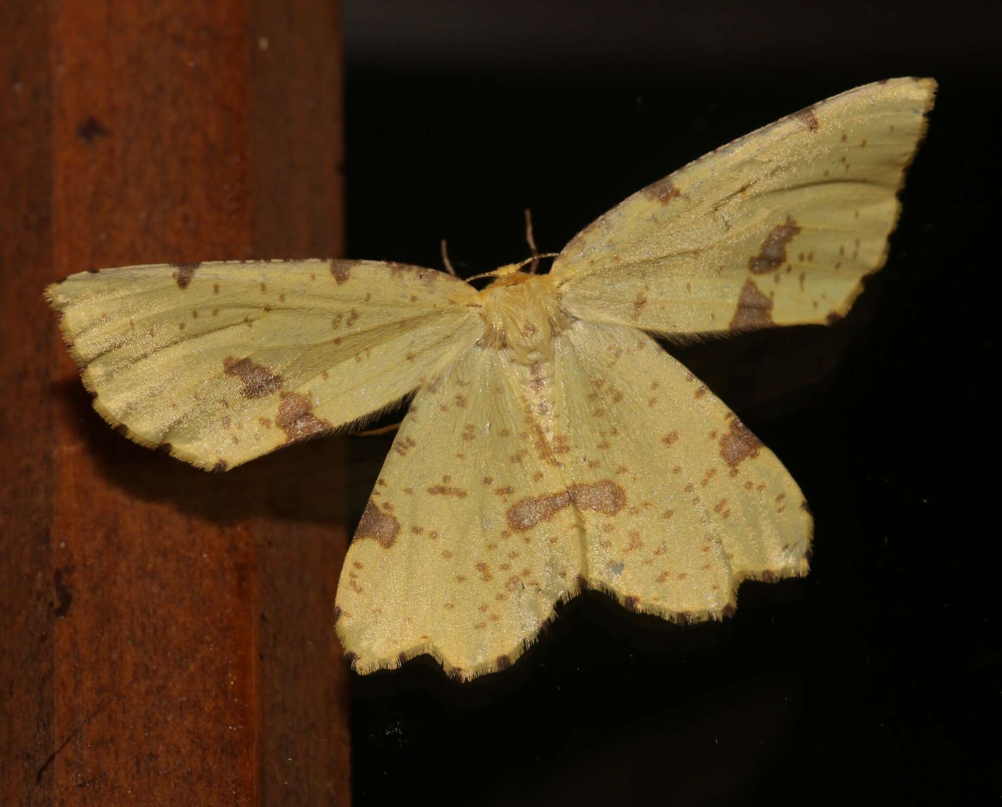 Image of Crocus Geometer Moth