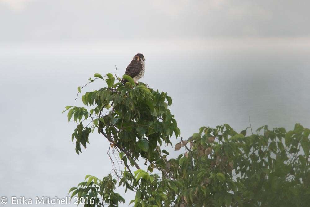 Image of Falco sparverius caribaearum Gmelin & JF 1788