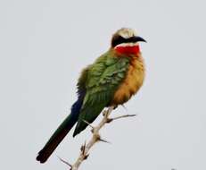 Image of White-fronted Bee-eater