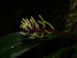 Image of Peperomia pernambucensis Miq.