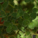 Image of Origanum majoricum Cambess.