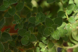 Image of Origanum majoricum Cambess.