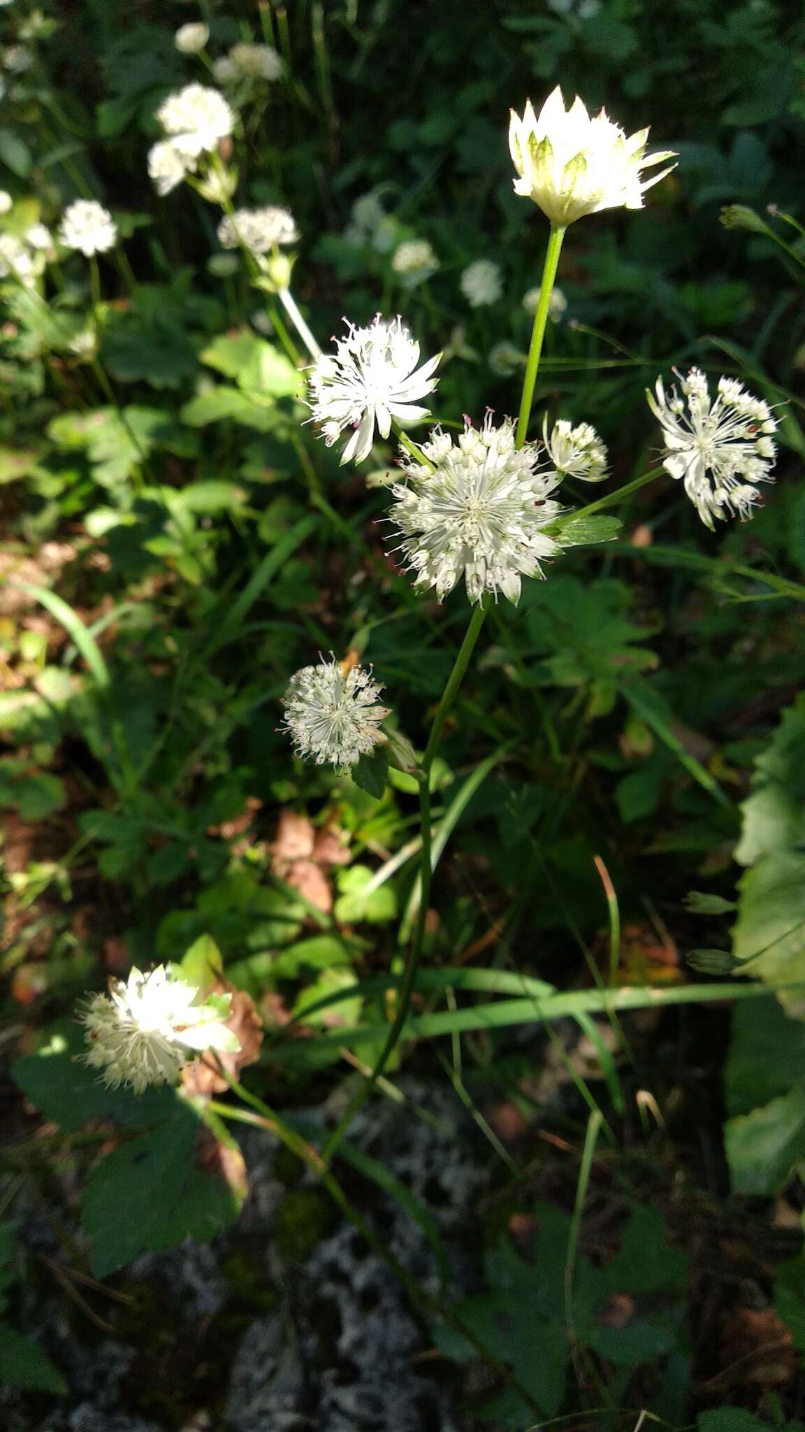 Imagem de Astrantia pontica Albov