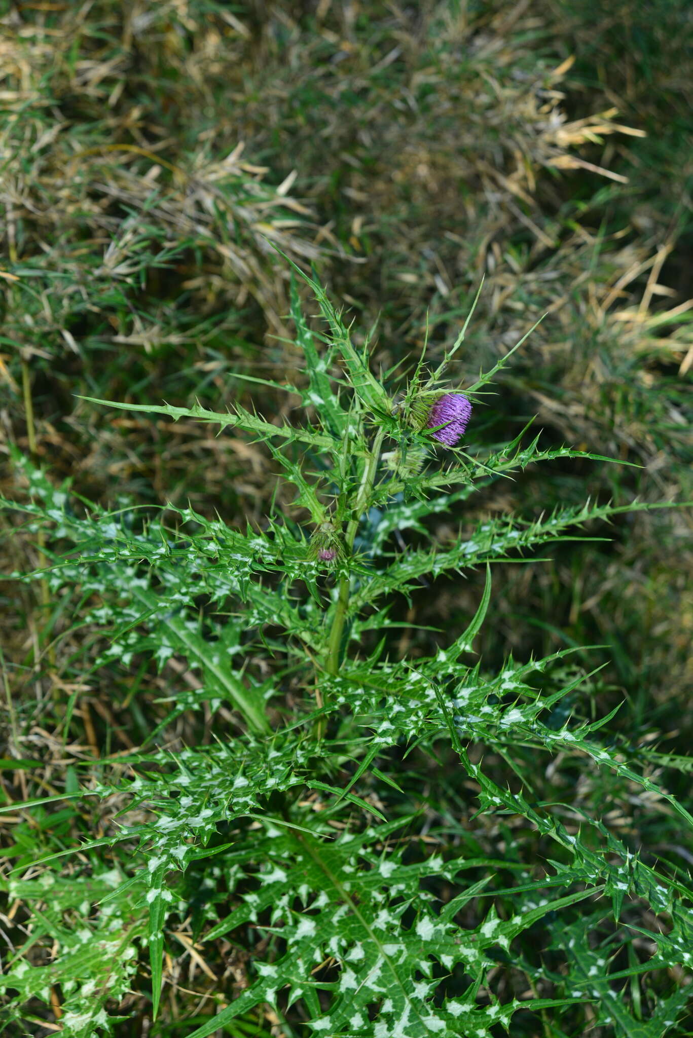 Image of <i>Cirsium tatakaense</i>