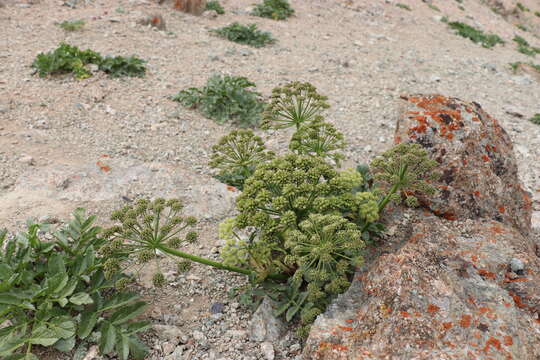 Image de Angelica brevicaulis (Rupr.) B. Fedtsch.