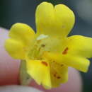 Image of primrose monkeyflower