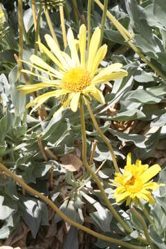 Image of Panamint daisy