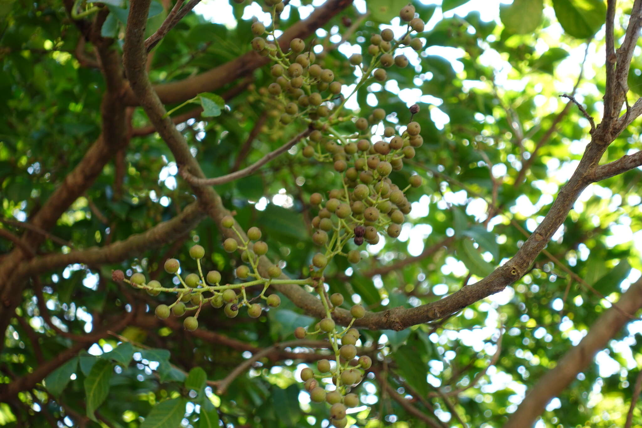 Sivun Bischofia polycarpa (H. Lév.) Airy Shaw kuva