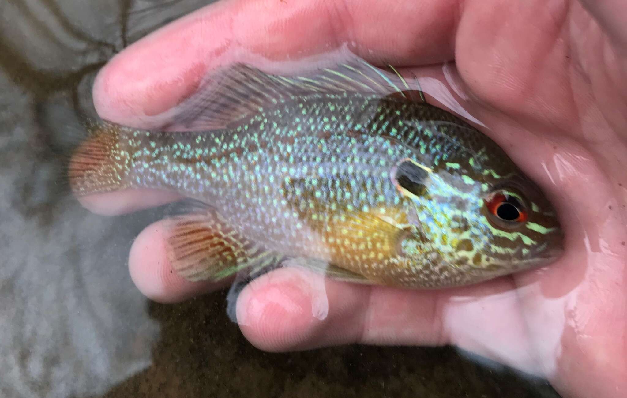 Image of Dollar Sunfish