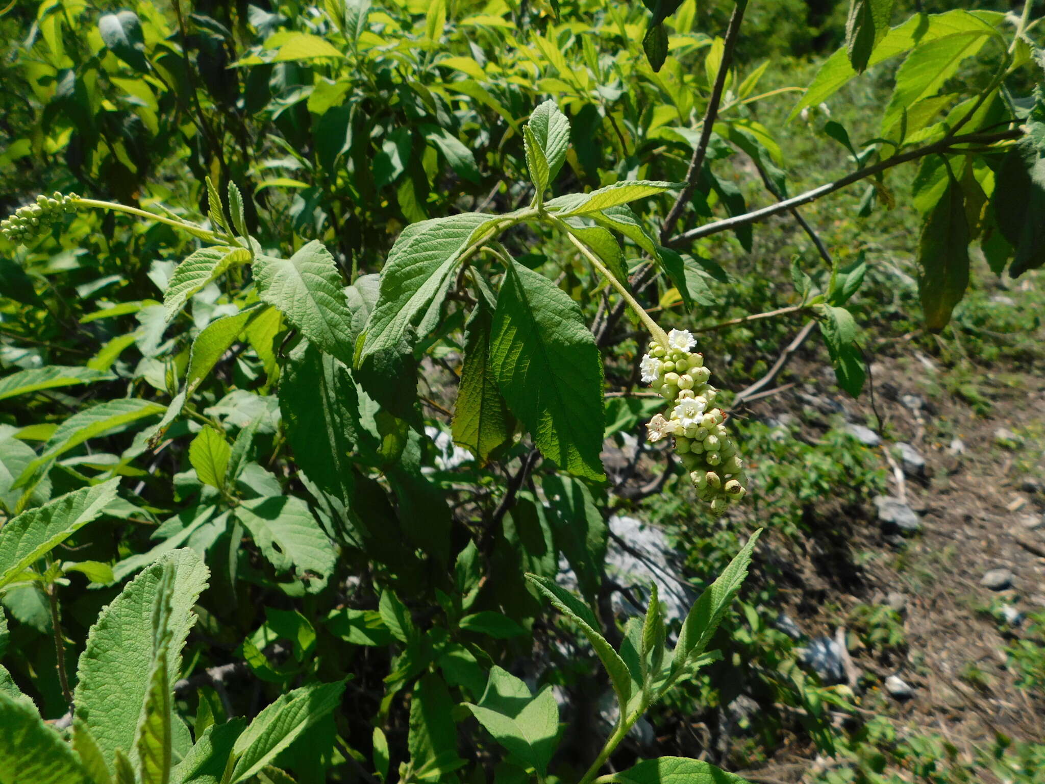 Image of black sage