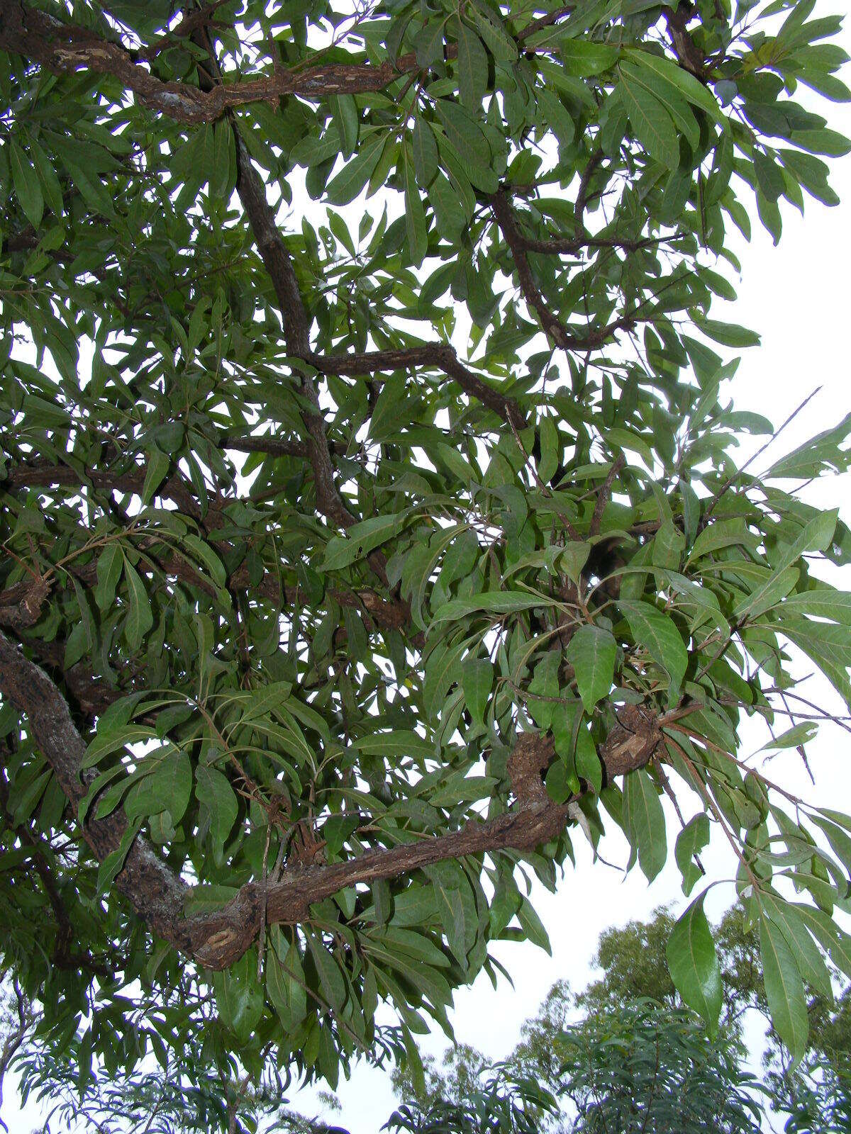 Image of Planchonella pohlmaniana (F. Muell.) Pierre ex Dubard