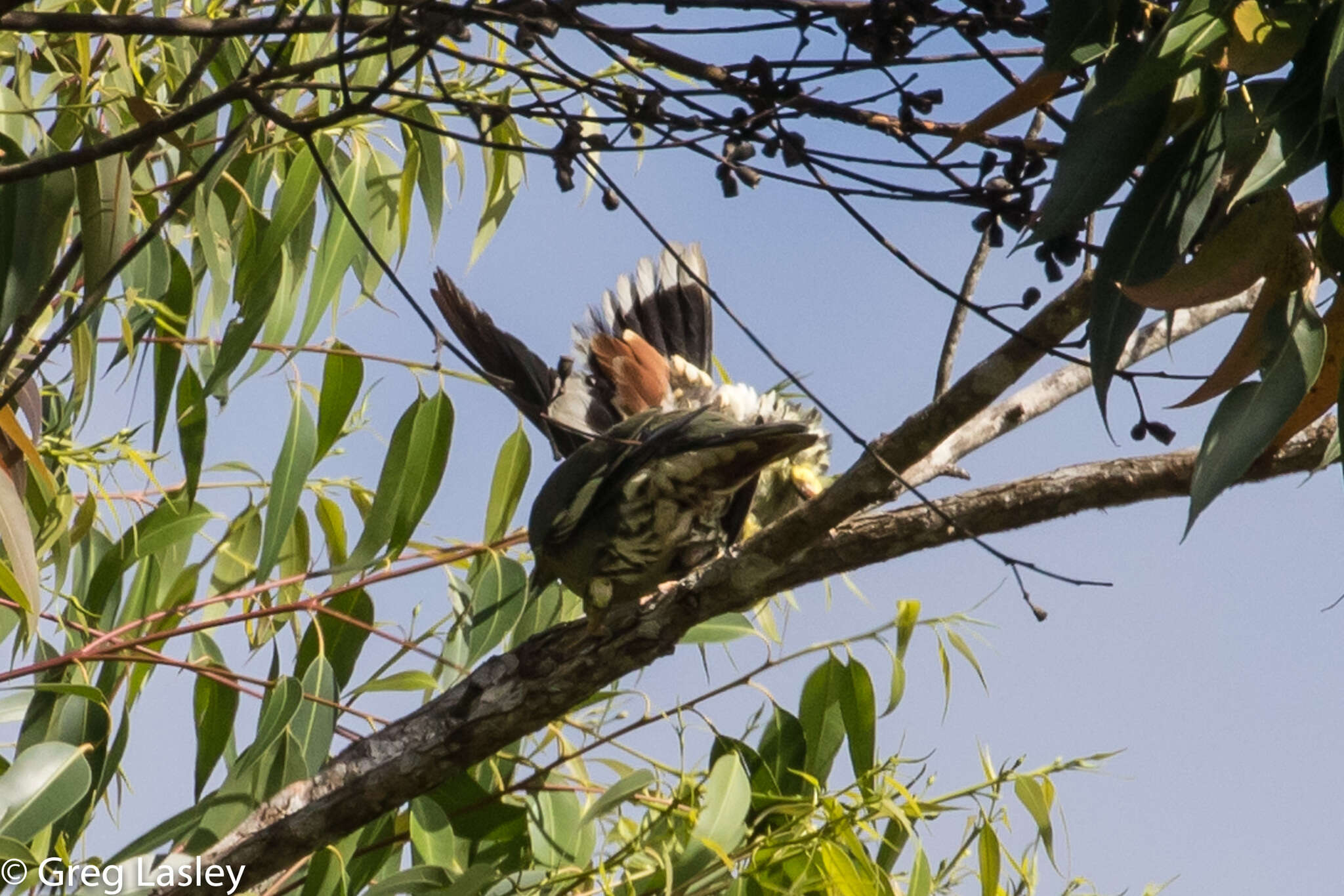 صورة Treron australis (Linnaeus 1771)